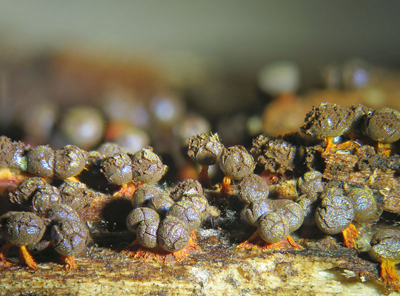 Physarum psittacinum